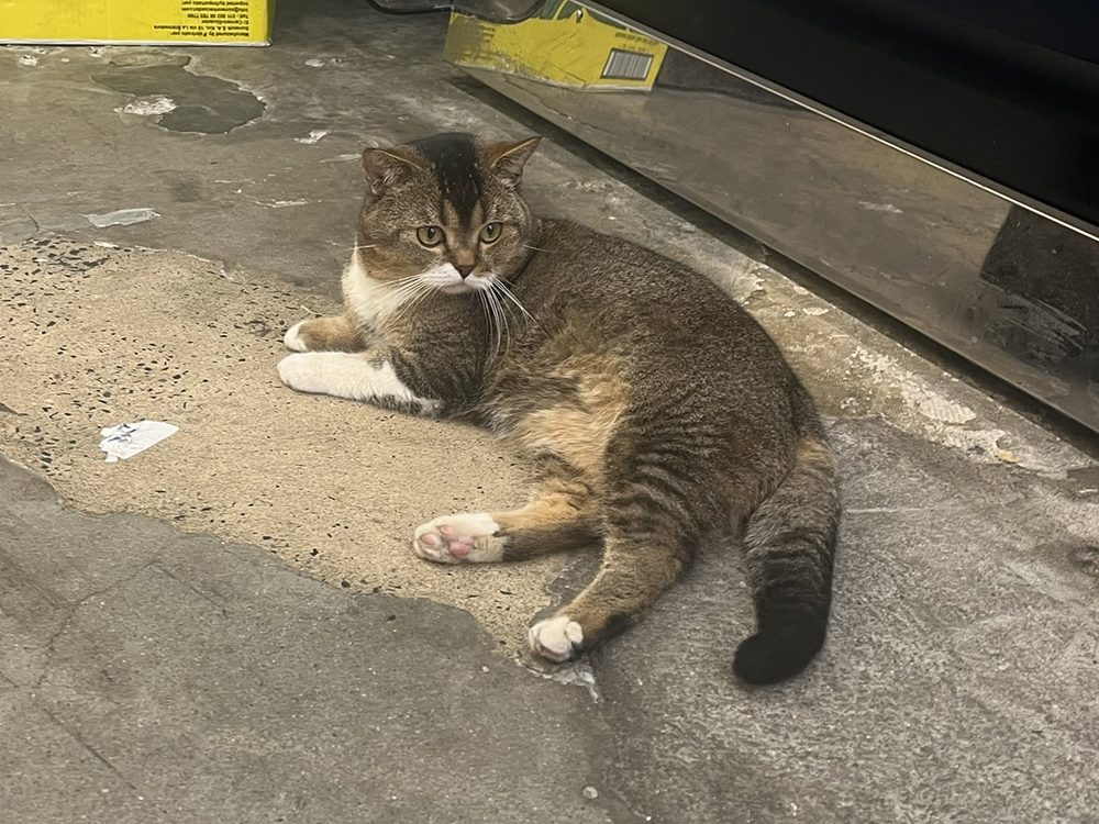 Toby lying on the bodega floor by the deli case, staring straight at the camera.